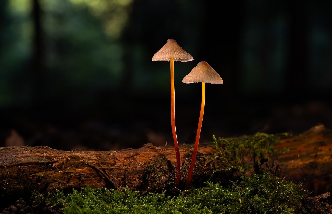 syn攻击|海淀注册代理报价