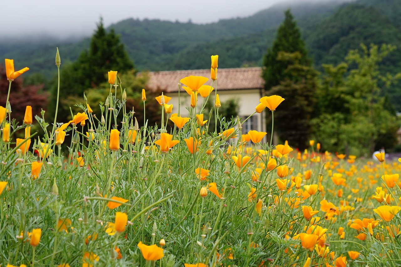 正规的物联卡：佛山灯具商标注册代理